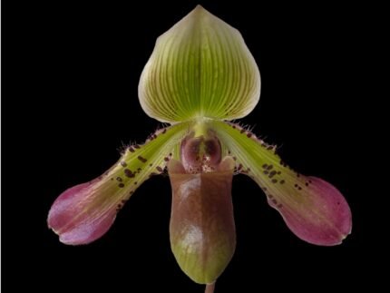 Paph. Sam Tsui (argus x hookerae v. volonteanum) (3.5" pot)
