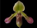 IN BUD Paph. Sam Tsui (argus x hookerae v. volonteanum) (2" pot)