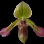 IN BUD Paph. Sam Tsui (argus x hookerae v. volonteanum) (2" pot)