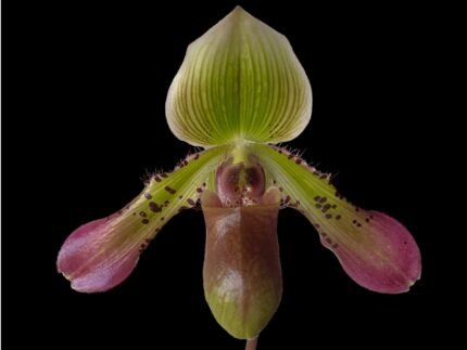 IN BUD Paph. Sam Tsui (argus x hookerae v. volonteanum) (2" pot)