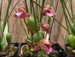 Maxillaria sanguinea ‘Willie’ (3.5” Pot) - Image 3