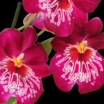 IN SPIKE - Miltoniopsis Newton Falls (3.5” Pot)