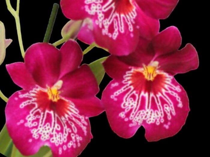Miltoniopsis Newton Falls (3.5” pot) - Image 3