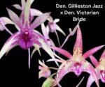 Dendrobium Victorian Jazz (Dendrobium Gillieston Jazz × Dendrobium Victorian Bride) (BS, 3” Pot) - Image 2