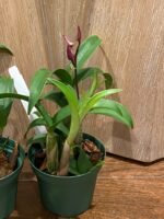 Dendrobium Victorian Jazz (Dendrobium Gillieston Jazz × Dendrobium Victorian Bride) (BS, 3” Pot) - Image 6