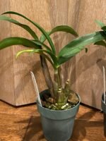 Dendrobium Victorian Jazz (Dendrobium Gillieston Jazz × Dendrobium Victorian Bride) (BS, 3” Pot) - Image 9