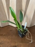 Rlc. Sharon King ‘Yuki’ (3.5" Pot) - Image 2