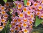 Dendrobium farmeri Pink (3.5” Pot)