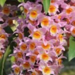 Dendrobium farmeri Pink (3.5” Pot)