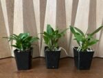 Dendrobium farmeri Pink (3.5” Pot) - Image 3