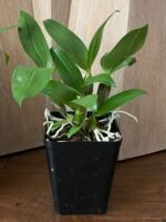 Dendrobium farmeri Pink (3.5” Pot) - Image 4