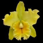 IN BUD Cattleya Rlc. Vocano classic ‘Volcano Queen’ (5" pot)