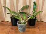 Cattleya Rlc. Vocano classic ‘Volcano Queen’ (5" pot) - Image 2