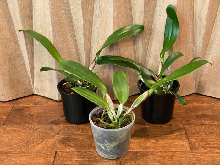 Cattleya Rlc. Vocano classic ‘Volcano Queen’ (5" pot) - Image 3