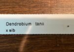 Dendrobium tanii x sib (3.5” pot) - Image 6