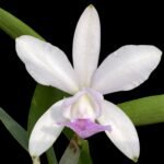 Cattleya walkeriana ‘Midnight Blue’ × C. intermedia ‘Blue’ (Blooming Sized, 3.5” Pot)