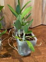 Cattleya walkeriana ‘Midnight Blue’ × C. intermedia ‘Blue’ (Blooming Sized, 3.5” Pot) - Image 5