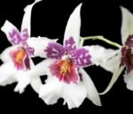 DOUBLE SPIKES - Bllra. Big Shot ‘Hilo Sparkle’ (3.5” pot) - Image 2