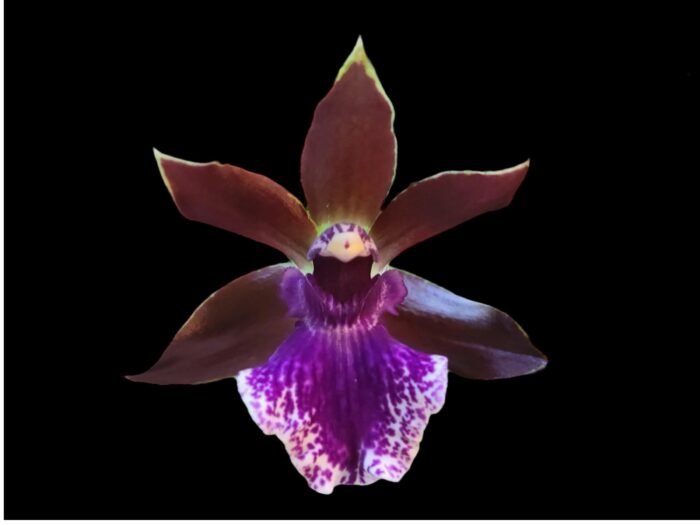 Zygopetalum Debbie de Mello ‘Honolulu Baby’ (BS, 3.5" pot) - Image 1