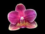 FRAGRANT Phalaenopsis I-Hsin Colorful Runner (3.5" pot) - Image 2