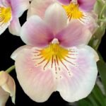 TRIPLE SPIKES - Mps. Bertha Baker 'Florentine' x Cindy Kane 'Waterfalls’ (4.5” pot)