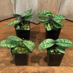 Paph. Sandy’s Brocade x Delenatii v. vinicor (2" pot)