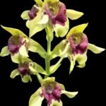 Dendrobium shiraishii x sib (3.5” pot)