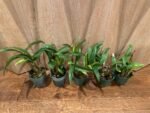 Dendrobium Victorian Jazz (Dendrobium Gillieston Jazz × Dendrobium Victorian Bride) (BS, 3” Pot) - Image 4