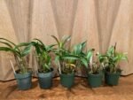 Dendrobium Victorian Jazz (Dendrobium Gillieston Jazz × Dendrobium Victorian Bride) (BS, 3” Pot) - Image 3