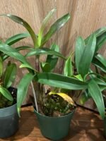 Dendrobium Victorian Jazz (Dendrobium Gillieston Jazz × Dendrobium Victorian Bride) (BS, 3” Pot) - Image 5