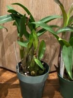 Dendrobium Victorian Jazz (Dendrobium Gillieston Jazz × Dendrobium Victorian Bride) (BS, 3” Pot) - Image 7