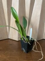 Rlc. Sharon King ‘Yuki’ (3.5" Pot) - Image 3