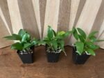 Dendrobium farmeri Pink (3.5” Pot) - Image 2