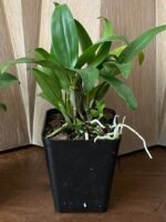 Dendrobium farmeri Pink (3.5” Pot) - Image 5