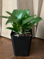 Dendrobium farmeri Pink (3.5” Pot) - Image 6