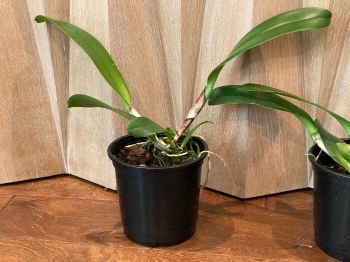 Cattleya Rlc. Vocano classic ‘Volcano Queen’ (5" pot) - Image 4