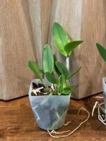 Cattleya walkeriana ‘Midnight Blue’ × C. intermedia ‘Blue’ (Blooming Sized, 3.5” Pot) - Image 6