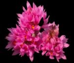 Dendrobium tanii x sib (3.5” pot)