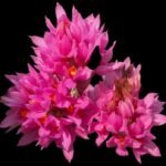 Dendrobium tanii x sib (3.5” pot)