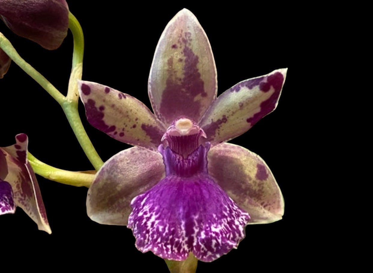 il_fullxfull.4779920041_d830.jpg Zygonisia Roquebrune 'Seafoam' (3.5" pot) - Image 1