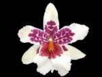 IN SPIKE - Beallara Big Shot Hilo Sparkle (3.5” pot)