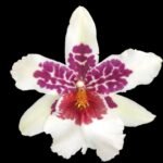 IN SPIKE - Beallara Big Shot Hilo Sparkle (3.5” pot)