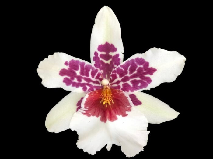 IN SPIKE - Beallara Big Shot Hilo Sparkle (3.5” pot) - Image 1