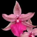 IN SPIKE - Odontonia Pacific Paranoia ‘Other Side of Cool’ (3.5” pot)