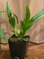 Wilsonara Spacemine ‘Red Rendezvous’ (3.5” pot) - Image 4