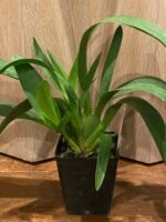 Wilsonara Spacemine ‘Red Rendezvous’ (3.5” pot) - Image 3