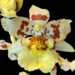 Odontocidium Parquet ‘Uptown Girl’ (3.5" pot)