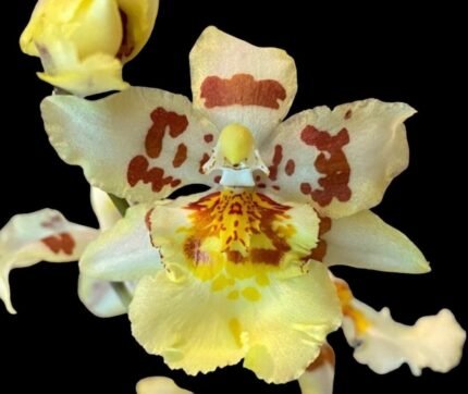Odontocidium Parquet ‘Uptown Girl’ (3.5" pot)