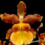 DOUBLE SPIKE - Odontocidium Catante 'Kileaua Karma' (3.5” pot)