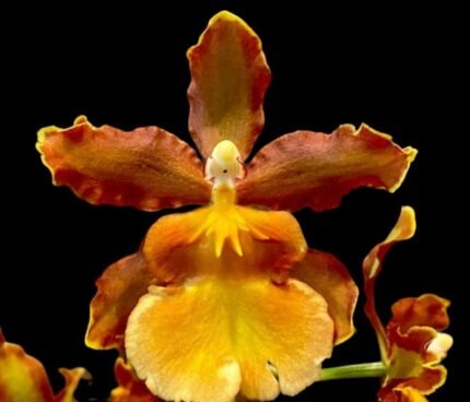 DOUBLE SPIKE - Odontocidium Catante 'Kileaua Karma' (3.5” pot)